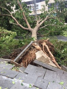台風で倒れた木-3